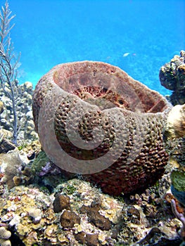 Barrel sponge