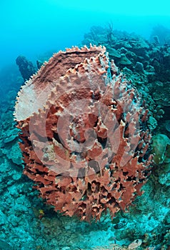 Barrel sponge