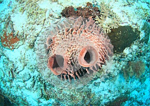 Barrel sponge