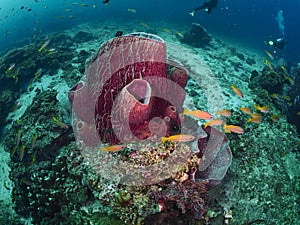 Barrel sponge and bigeye snapper