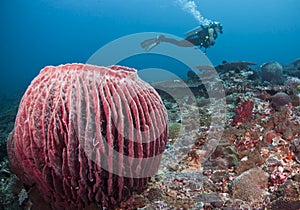 Barrel sponge and diver