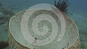 Barrel sponge and feather star at tulamben on bali