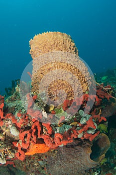 Barrel Sponge and Organ Pipe Sponge
