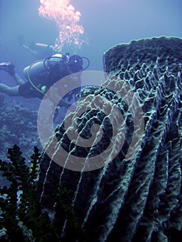 Barrel sponge scuba diver philippines