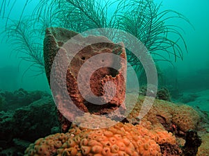 Barrel Sponge and Sea Plumes