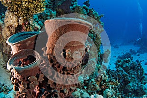 Barrel sponge - St John's reef Egypt