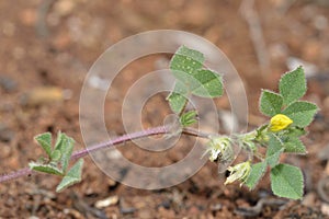 Barrel or Strong-spined Medick photo