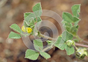 Barrel or Strong-spined Medick photo