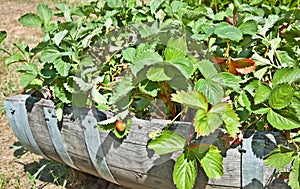 Barrell of Unripened Strawberry Plants