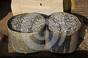 Barrels with fresh fish for curing in salt water photo