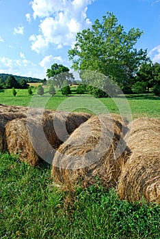 Barrels of hay in a green field