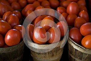 Barrels of juicy fresh tomatoes
