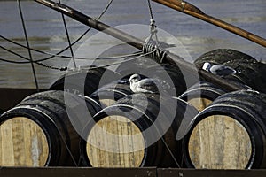 Barrels of port wine