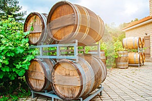 Barrels for wine and grape bush growing nearby
