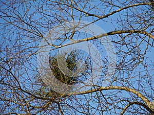 Barren branches of a tree in spring