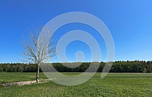 Barren dead tree in a summer wheat field