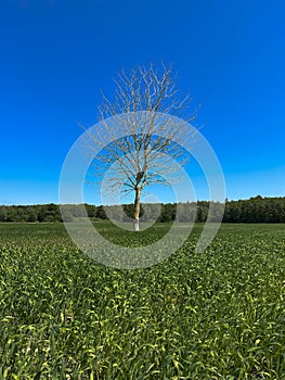Barren dead tree in a summer wheat field