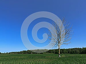 Barren dead tree in a summer wheat field