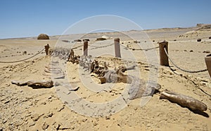 Barren desert landscape in hot climate with fossil skeleton