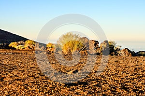 A barren desert landscape with a lone tree in the foreground