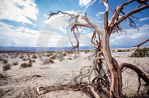 Barren desert sandy landscape of Death Valley National Park in California with sagebrush, a lone twisty tree and sand dunes