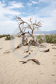 Barren desert sandy landscape of Death Valley National Park in California with sagebrush, a lone twisty tree and sand dunes