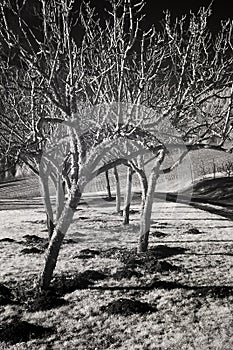 Barren Fruit Trees and Vineyards, Willamette Valley