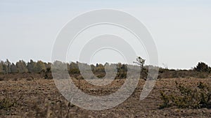 Barren Grassland Landscape, Great Alvar, Oland, Sweden, Static Shot