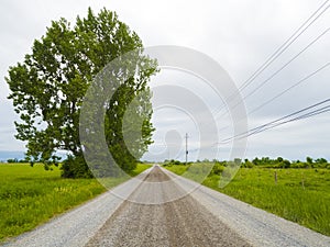 Barren Gravel Road landscape with telephone power lines and a big tree