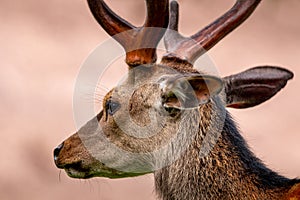 Barren-ground caribou