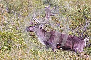 Barren-Ground Caribou