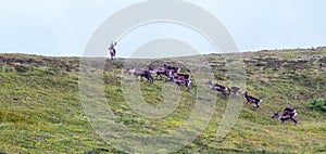 Barren-Ground Caribou