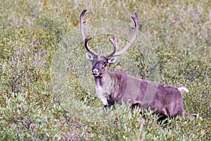 Barren-Ground Caribou