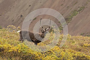 Barren Ground Caribou Bull