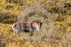 Barren Ground Caribou Bull