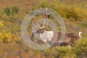 Barren Ground Caribou Bull