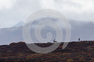 Barren Ground Caribou Bull at Sunrise