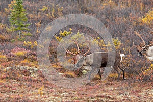 Barren Ground Caribou Bulls in Alaska in Autumn