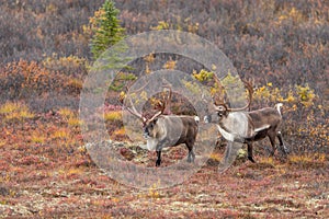 Barren Ground Caribou Bulls in Alaska in Fall