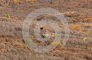 Barren Ground Caribou Bulls in Autumn