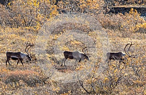 Barren Ground Caribou Bulls in Autumn