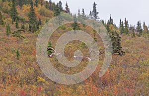 Barren Ground Caribou Bulls in Velvet