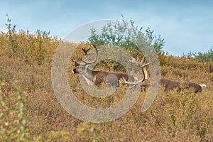 Barren Ground Caribou Bulls in Velvet