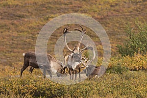 Barren Ground Caribou Bulls in Velvet