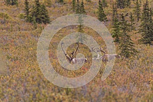 Barren Ground Caribou Bulls in Velvet