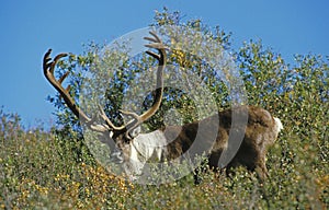 Barren Ground Caribou, rangifer tarandus arcticus, Male with Antlers in velvet, Alaska