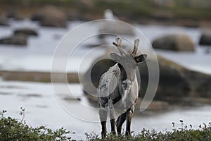 Barren-ground caribou standing on tundra near water in late summer