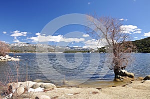 Barren lakeshore tree