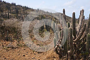 Barren landscape in Aruba`s Arikok National Park Landscape