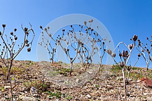 Barren landscape, hill covered in dry dirt and few shrubs